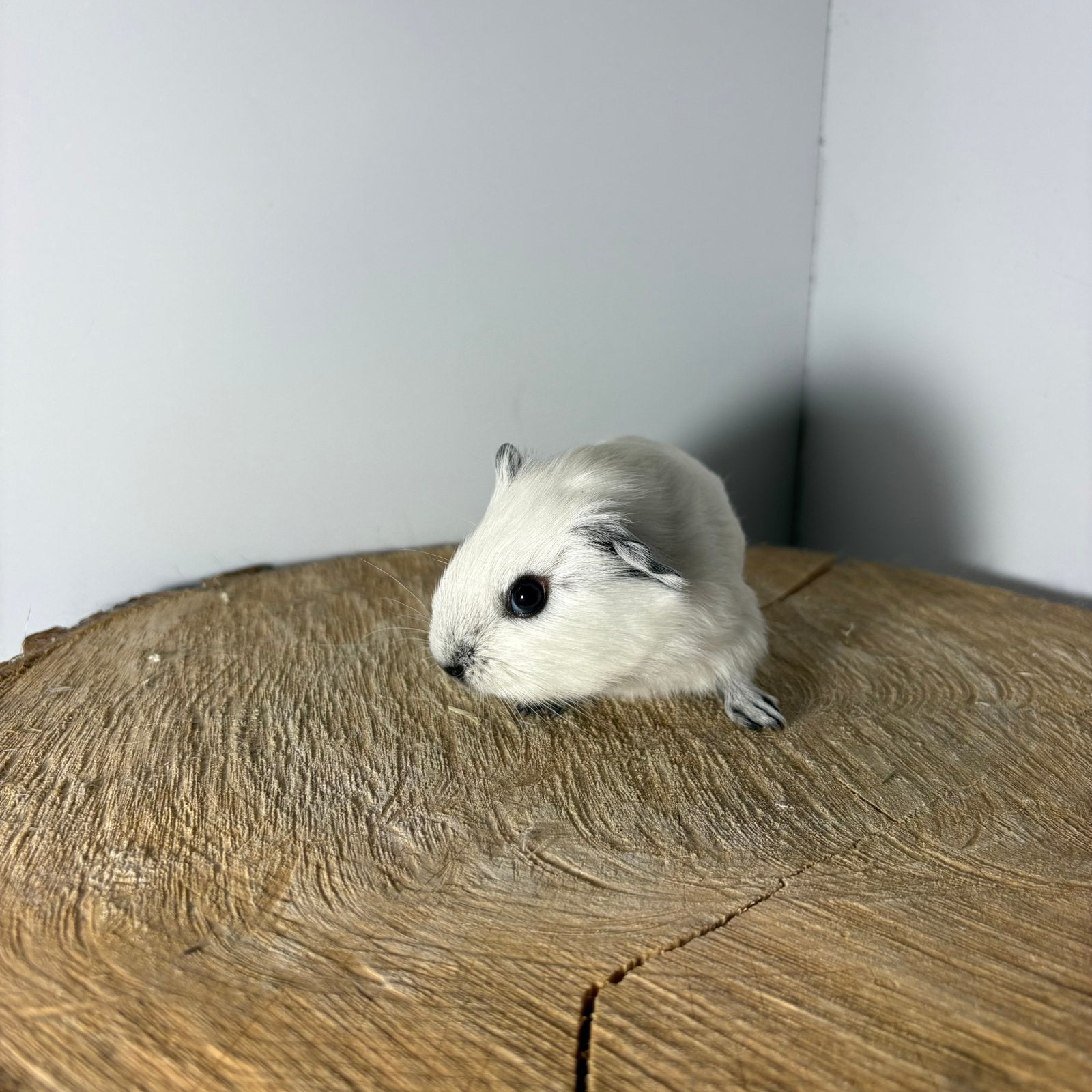 Mooi wit Californian cavia’s beertje, Augustus, Mannelijk, Cavia