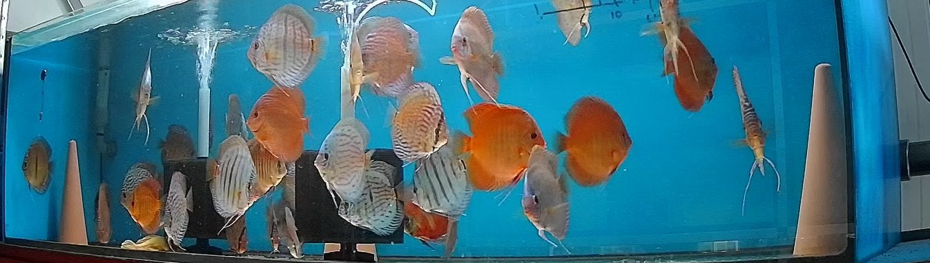 Discusvissen 8 tot 22cm, Vis, Zoetwatervis, Schoolvis