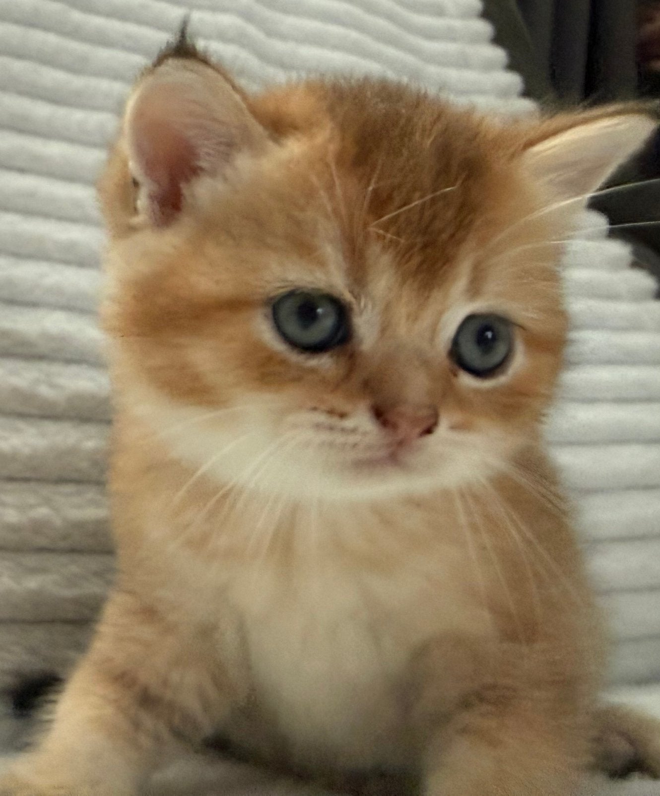 4 practige volle britse korthaar kittens, Meerdere dieren, Ontwormd