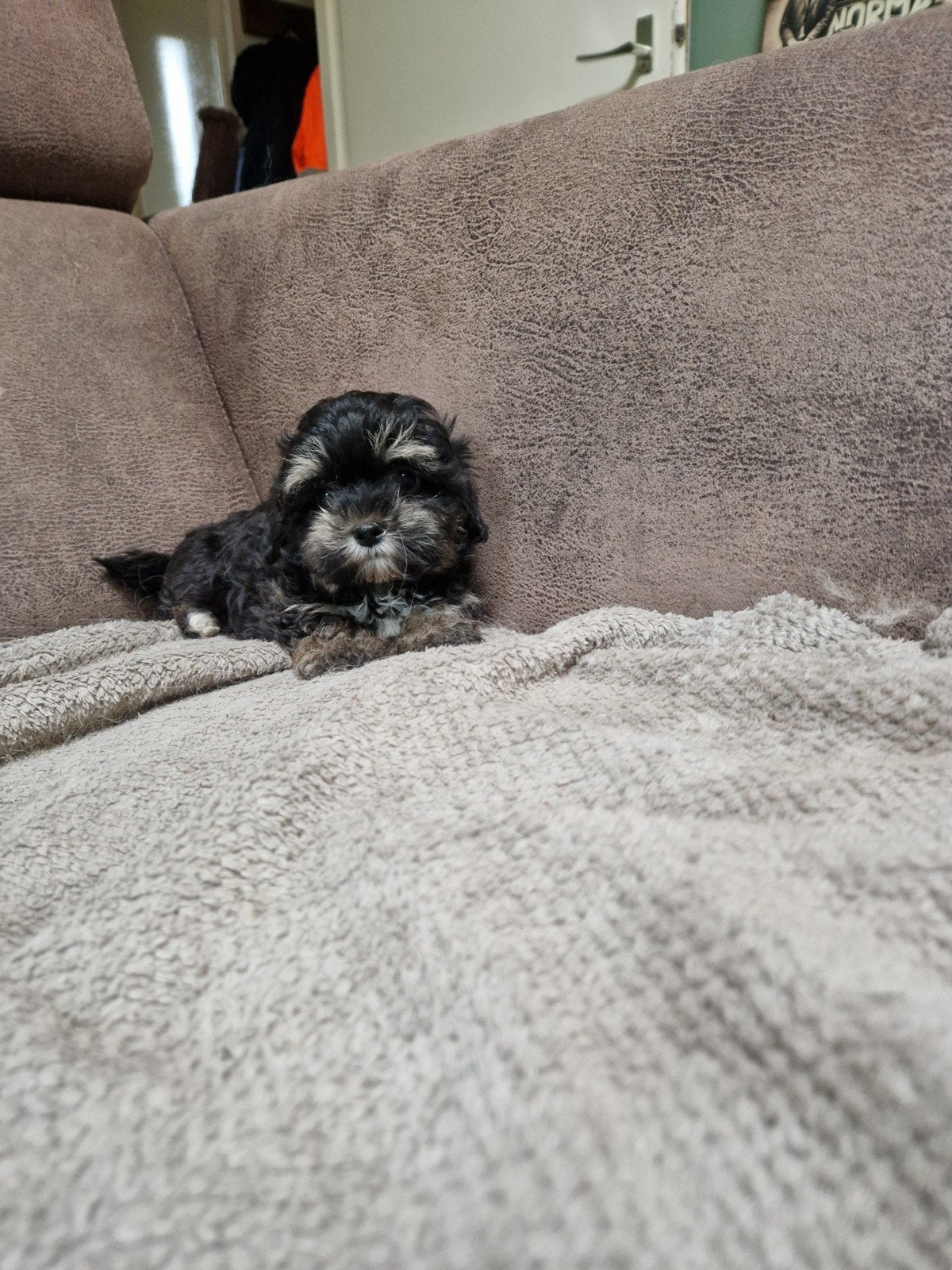 Super leuke Maltipoo pups, Overige rassen, 8 tot 15 weken, Meerdere, Meerdere dieren