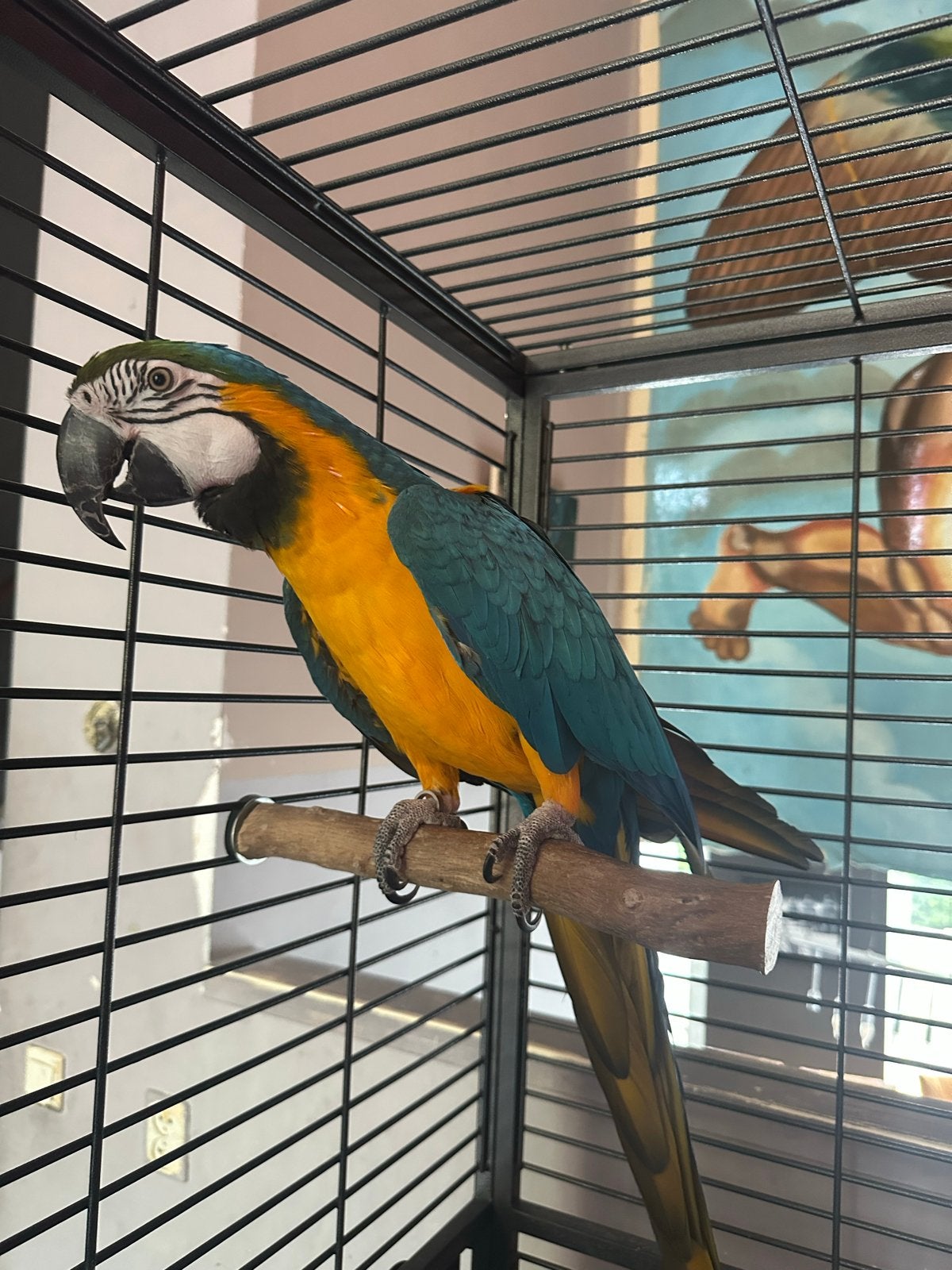 Blauwgele Ara, Dieren en Toebehoren, Mannelijk, Papegaai