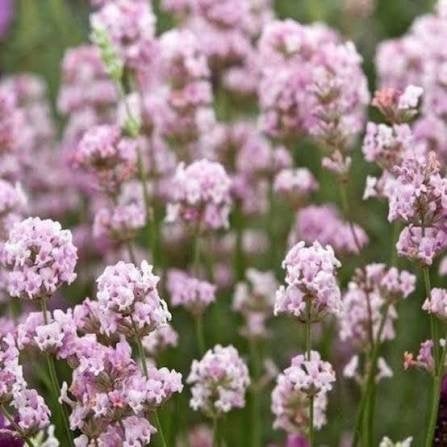 lavendel ang rosea. roze lavendel P9 Bodembedeker planten, Tuin en Terras, Planten | Tuinplanten, Bodembedekkers, Volle zon, Vaste plant