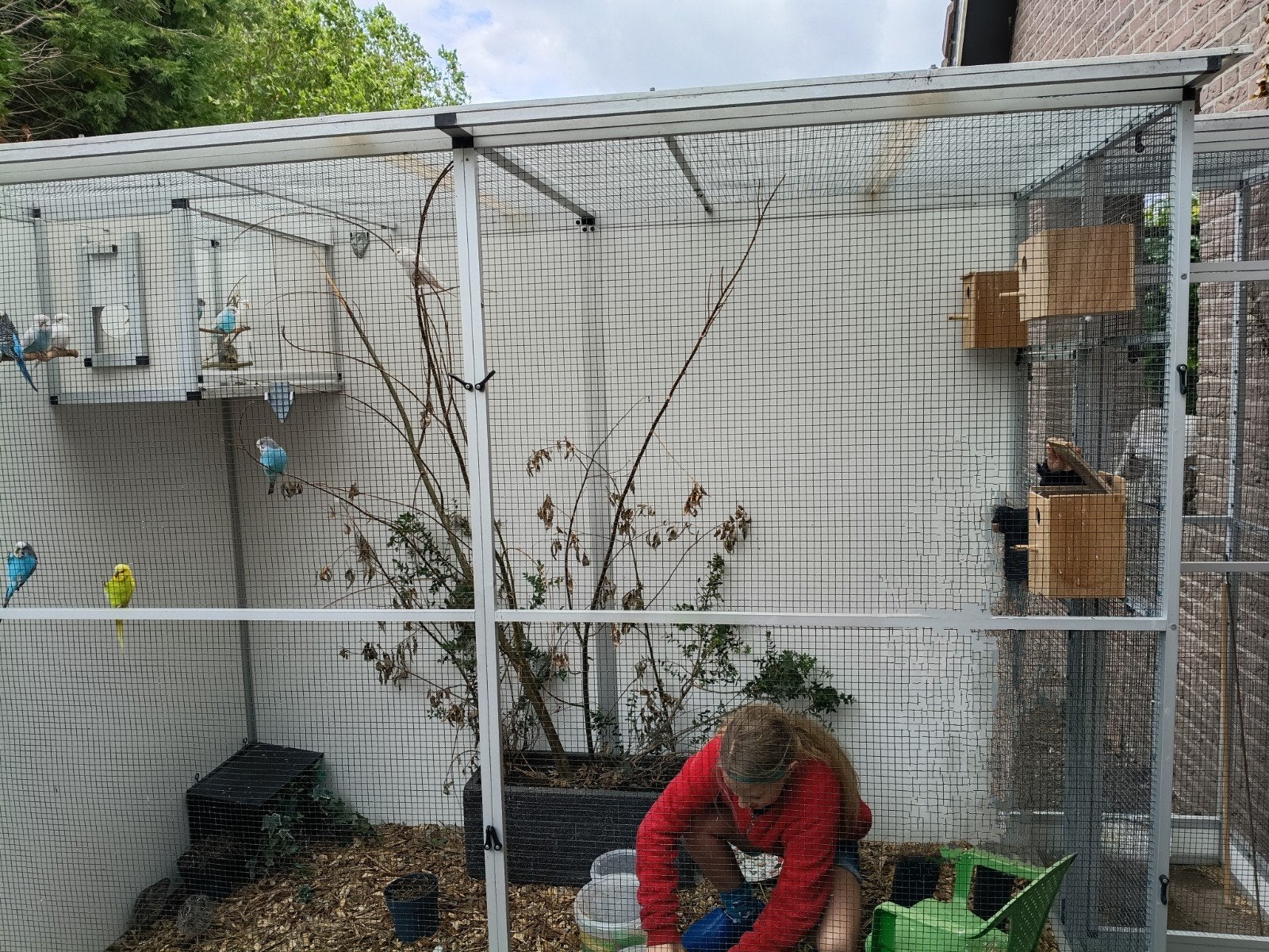 Vermist grasparkiet / grasparkieten, Dieren en Toebehoren, Meerdere dieren, Parkiet