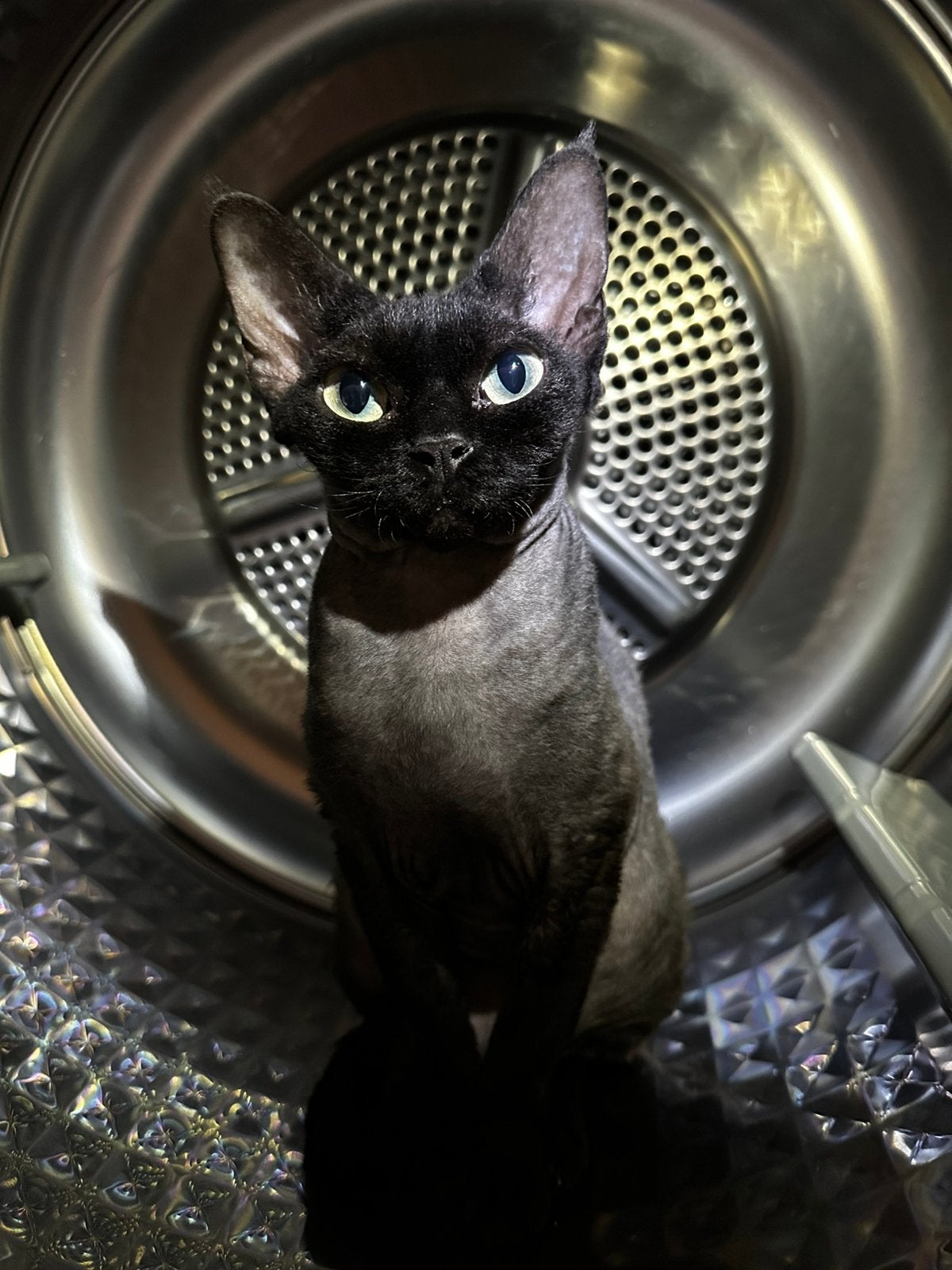 Devon Rex Debby zoekt, Poes, Gechipt, 0 tot 2 jaar