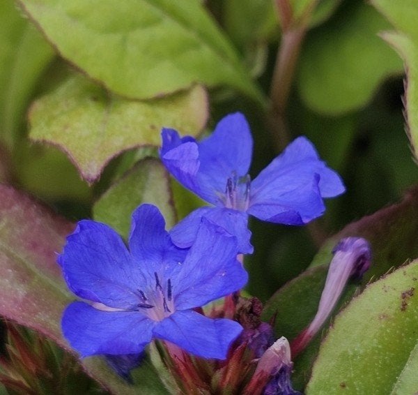 Ceratostigma Plumbaginoides P9 - Loodkruid, Bodembedekkers, Vaste plant, Ophalen of Verzenden, Halfschaduw