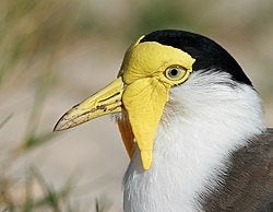 Siereenden en steltlopers, Dieren en Toebehoren, Pluimvee, Meerdere dieren, Eend
