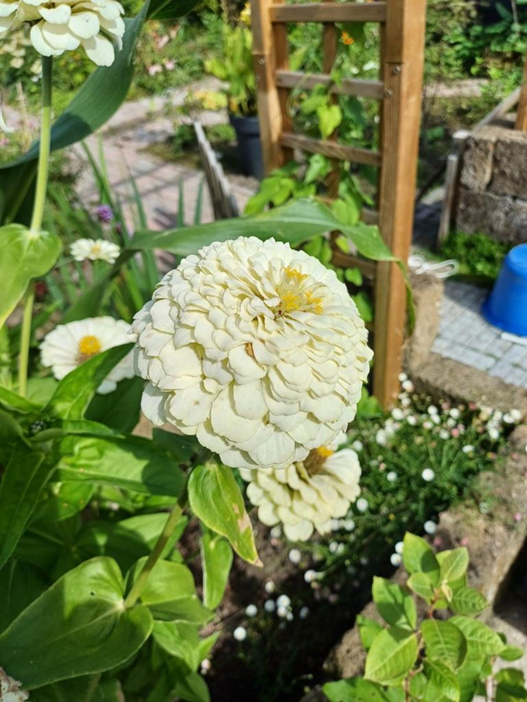 Zinnia Polar bear, Tuin en Terras, Bloembollen en Zaden, Ophalen of Verzenden, Volle zon