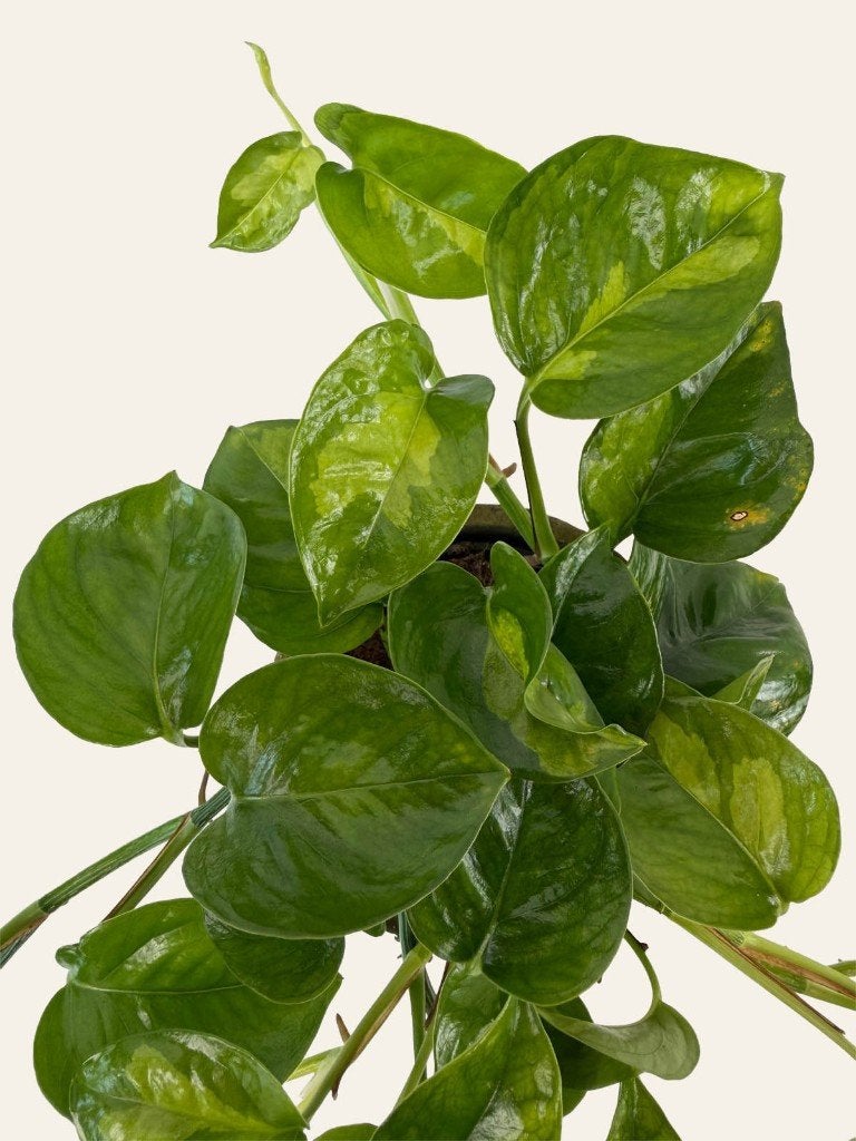 Epipremnum Global Green p12, Huis en Inrichting, Kamerplanten, Ophalen of Verzenden, Halfschaduw, Minder dan 100 cm