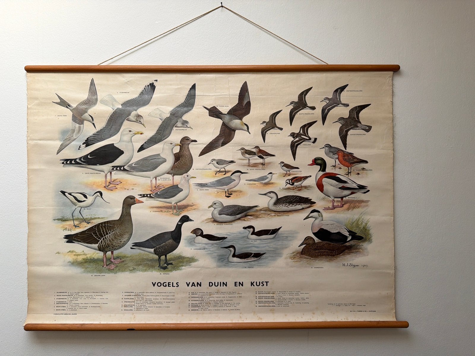 Vintage schoolplaat: Vogels van Duin en Kust (100x70 cm), Antiek en Kunst, Ophalen of Verzenden, Natuur en Biologie