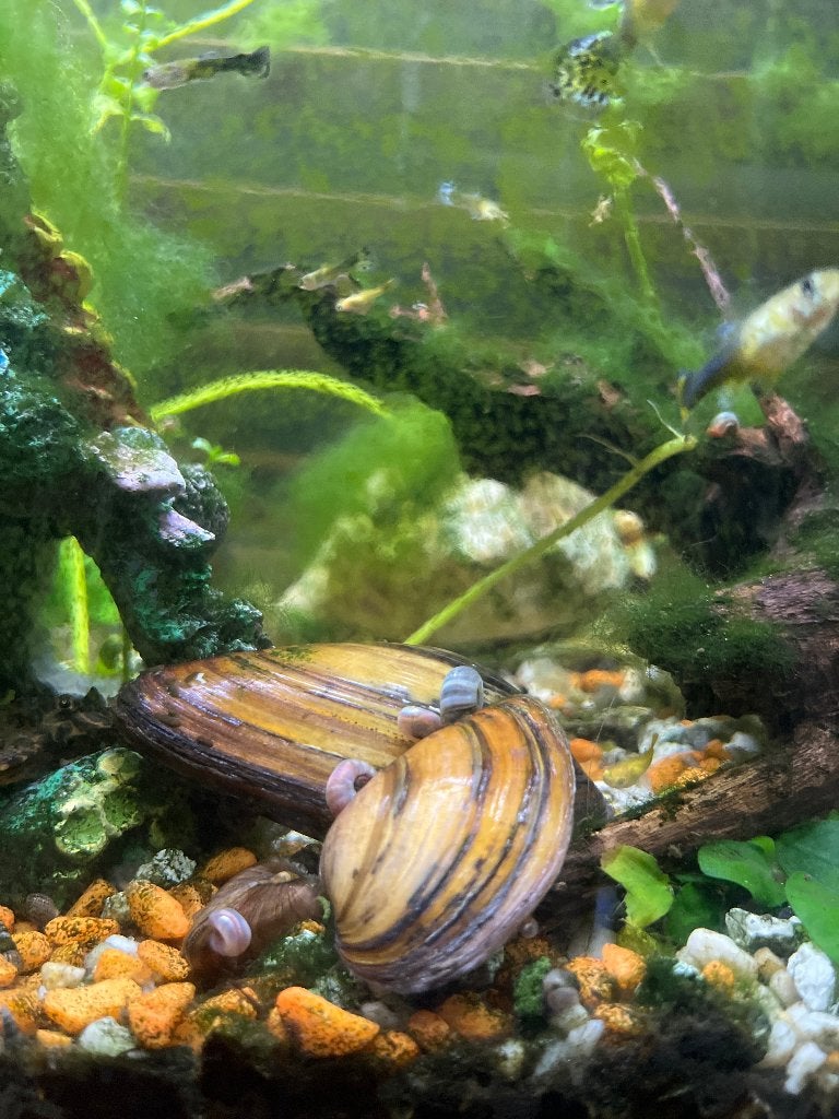 zoetwatermossel, Karper of Koi