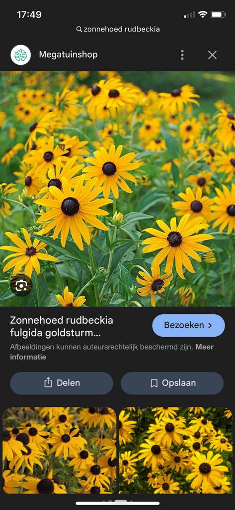 Rudbeckia Zonnehoed stekjes te koop, Ophalen, Overige soorten, Volle zon