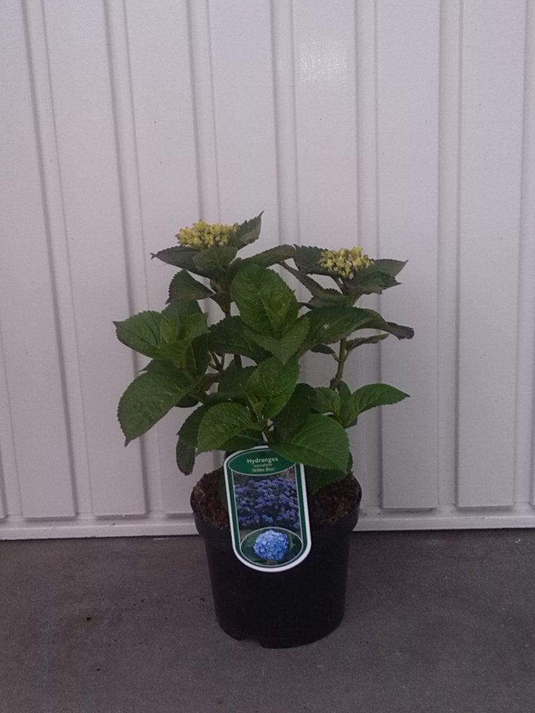 hortensia hydrangea macrophylla renate, Tuin en Terras, Vaste plant, Halfschaduw, Zomer, Ophalen