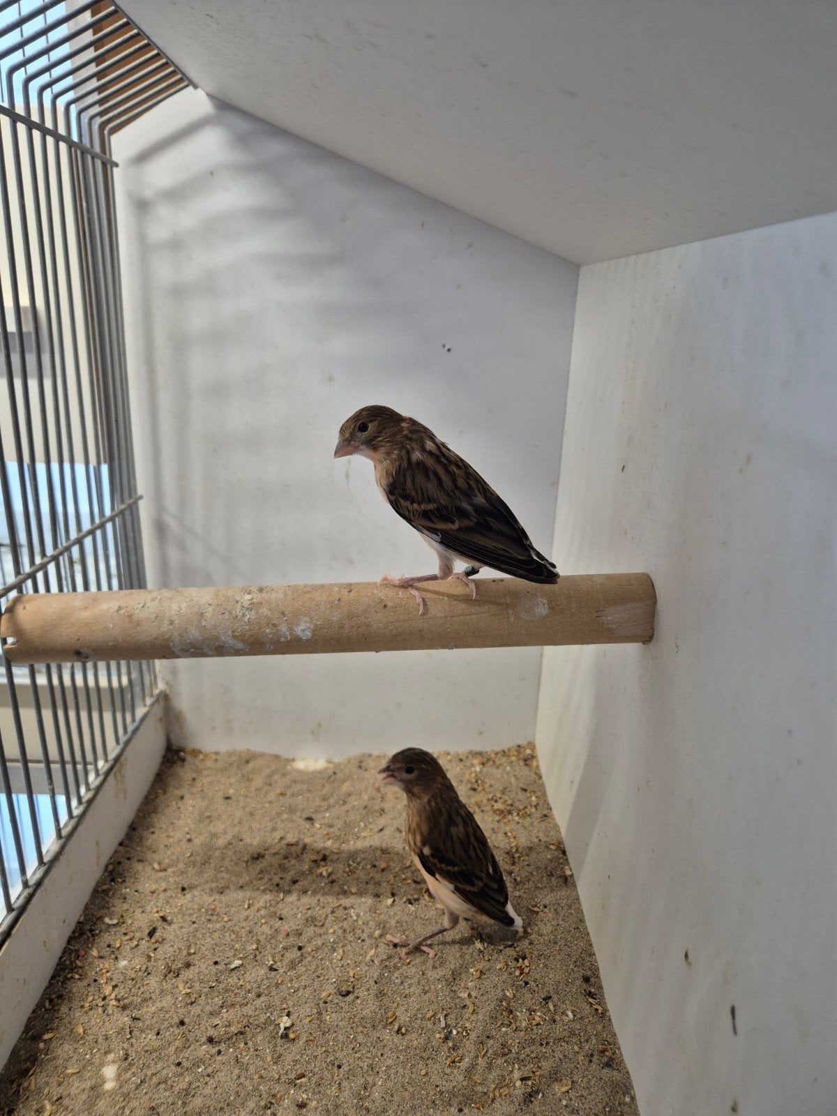 Jonge harlekijn kanaries, Dieren en Toebehoren, Geslacht onbekend, Kleurkanarie