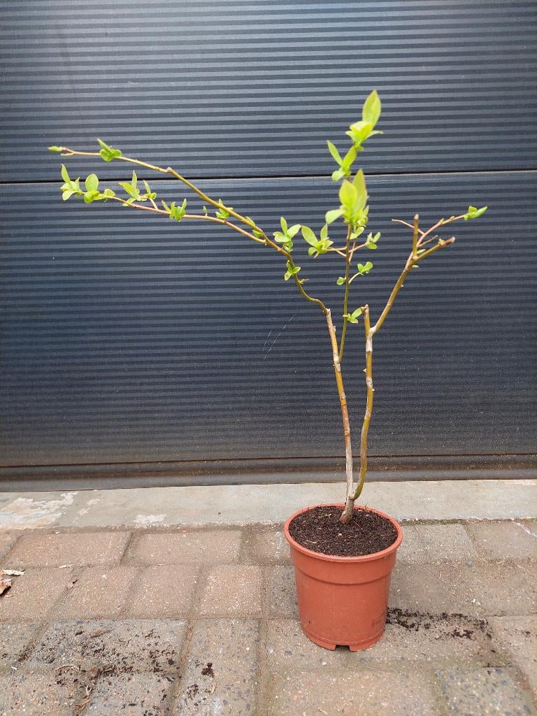 Vaccinium Corymbosum 'Blue Dessert' -Blauwe bes/Bosbes H60cm, Ophalen, Volle zon, Vaste plant, Zomer