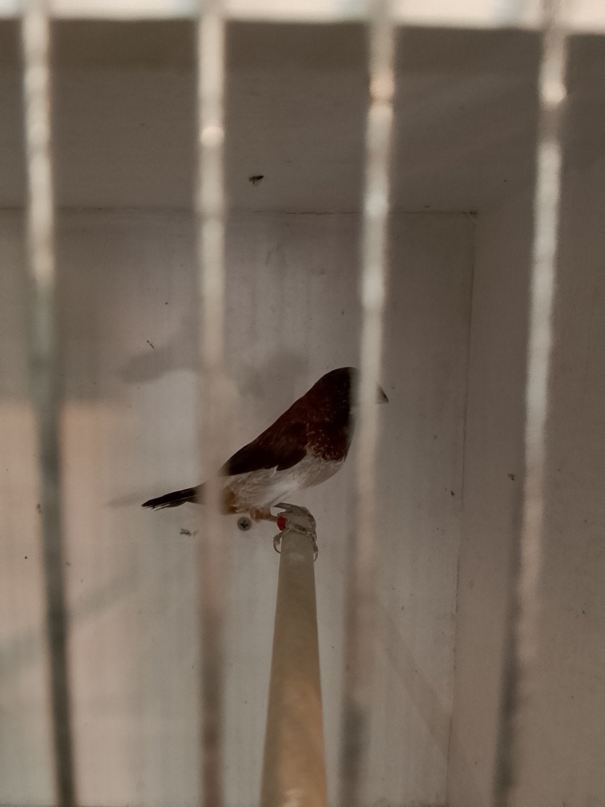 Japanse meeuw, Dieren en Toebehoren, Mannelijk