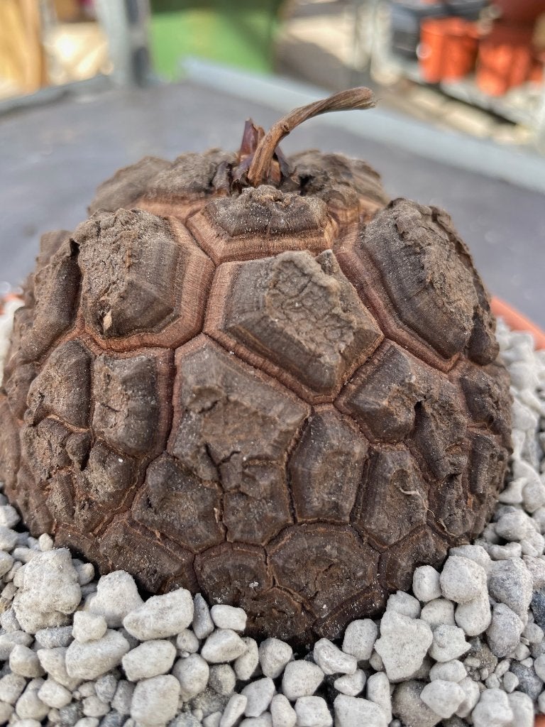 Caudex plant Dioscorea Elephantipes var Montana schaal  20cm, Overige soorten, In pot, Minder dan 100 cm, Bloeiende kamerplant