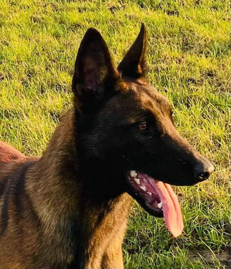 Mechelse herder teef (2 jaar), 1 tot 2 jaar, Teef, Parvo, Eén hond