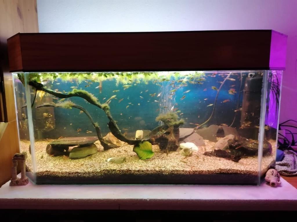 Endler guppen 10 voor 5,- of 25 voor 10,- o.a. El Silverado, Dieren en Toebehoren, Vis, Zoetwatervis, Schoolvis