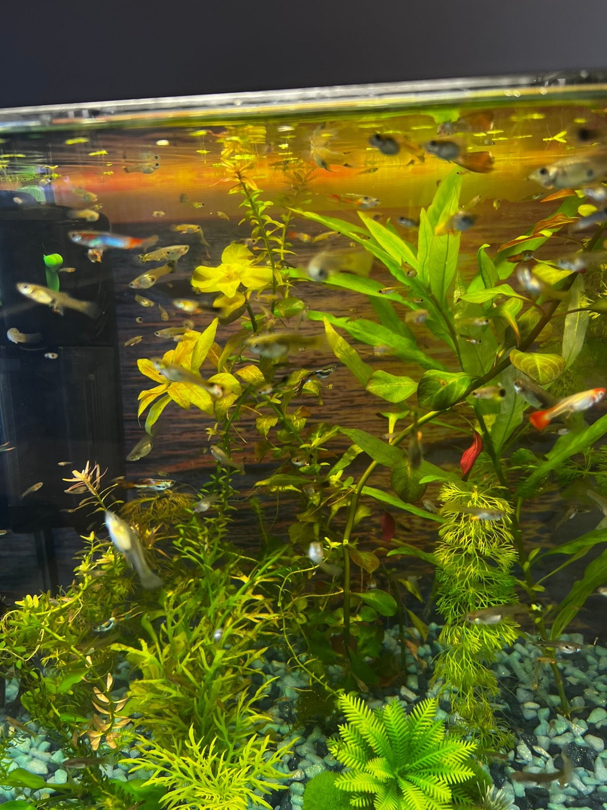 Endler guppy’s en div soorten, Vis