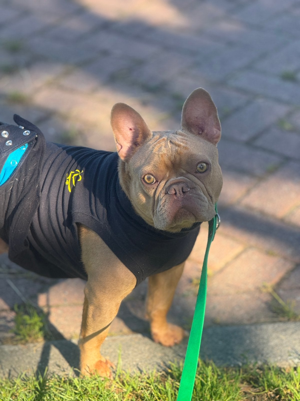franse bul pups, Dieren en Toebehoren, Honden | Bulldogs, Pinschers en Molossers, Parvo, 8 tot 15 weken, Bulldog, Meerdere