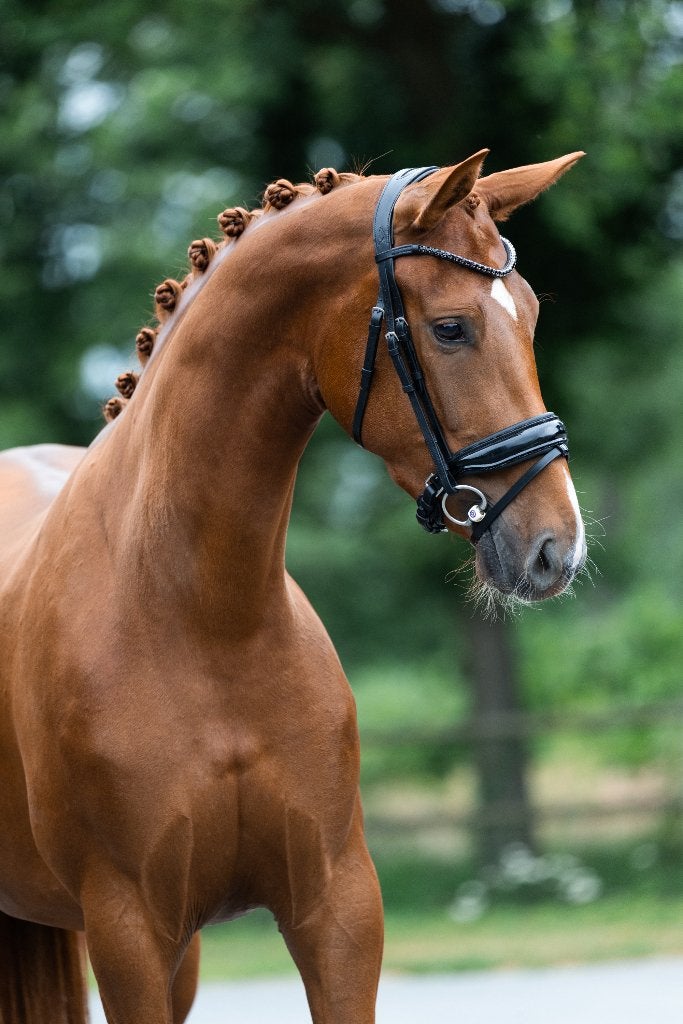 Bloedmooie Ferguson x Dream Boy merrie, Merrie, Dressuurpaard, 3 tot 6 jaar, 165 tot 170 cm