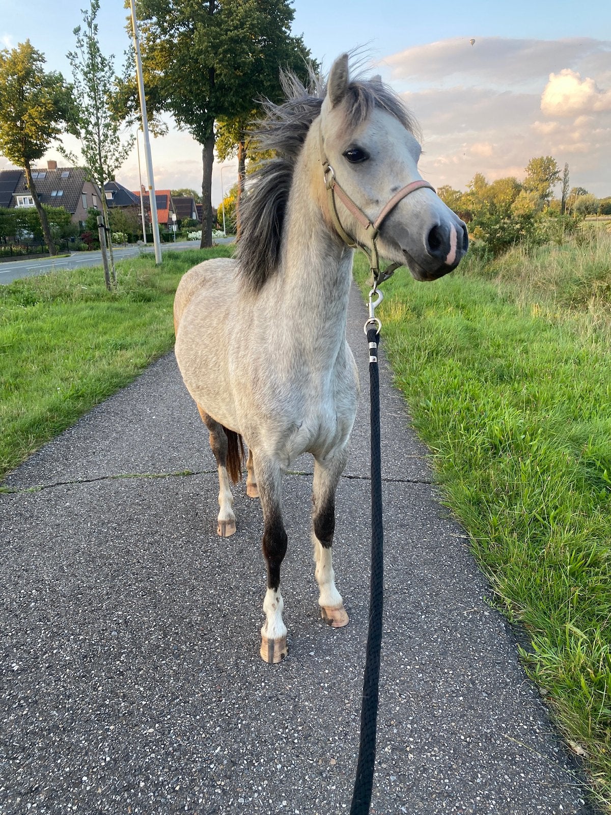 Lieve gezelschapswelsh, Dieren en Toebehoren, Pony's, Merrie, Onbeleerd, B pony (1.17m tot 1.27m), 3 tot 6 jaar, Met stamboom