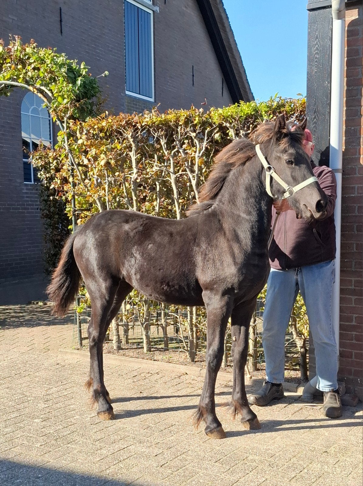Fries merrie veulen, mooi vol papier, Dieren en Toebehoren, Merrie, Minder dan 160 cm, 0 tot 2 jaar