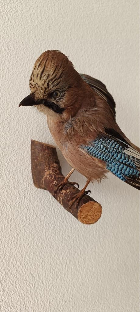 Antieke opgezette Vlaamse Gaai - Taxidermie vogel, Verzamelen, Dierenverzamelingen, Gebruikt, Ophalen of Verzenden