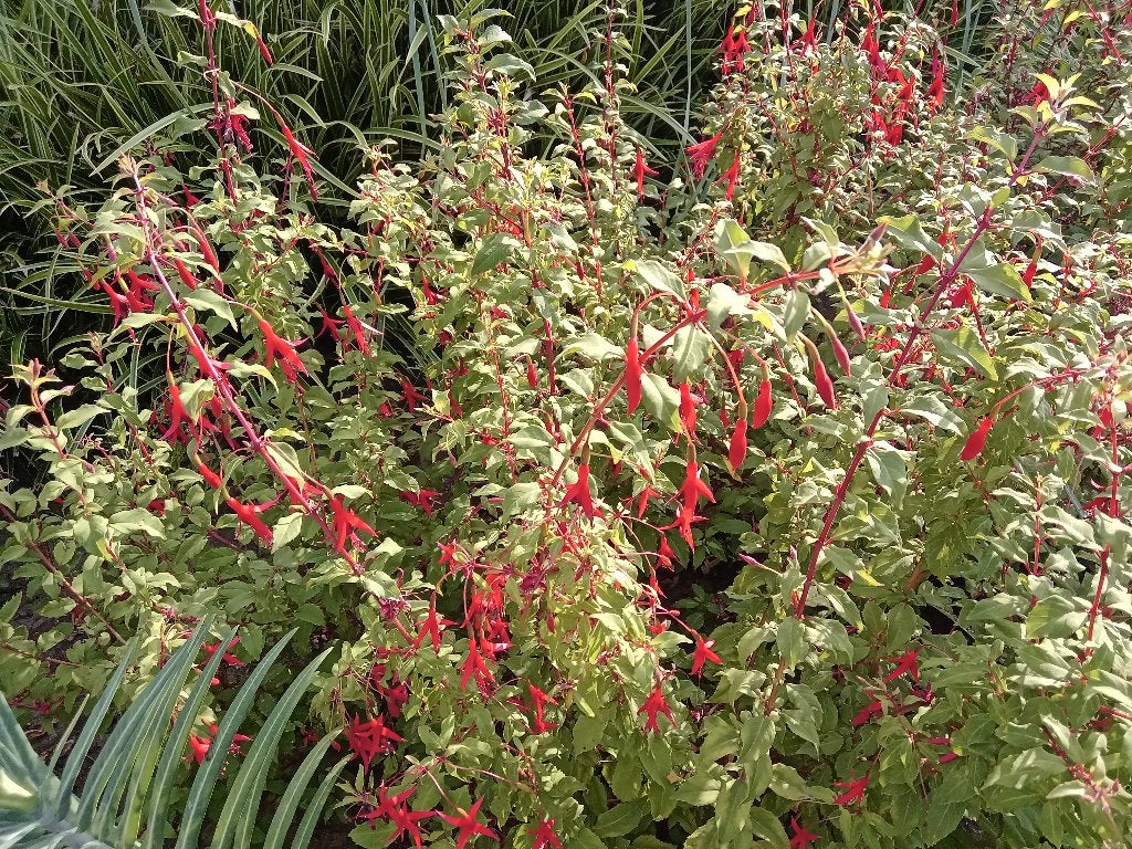 Winterharde fuchsia Riccartonii, Ophalen, Overige soorten, Volle zon