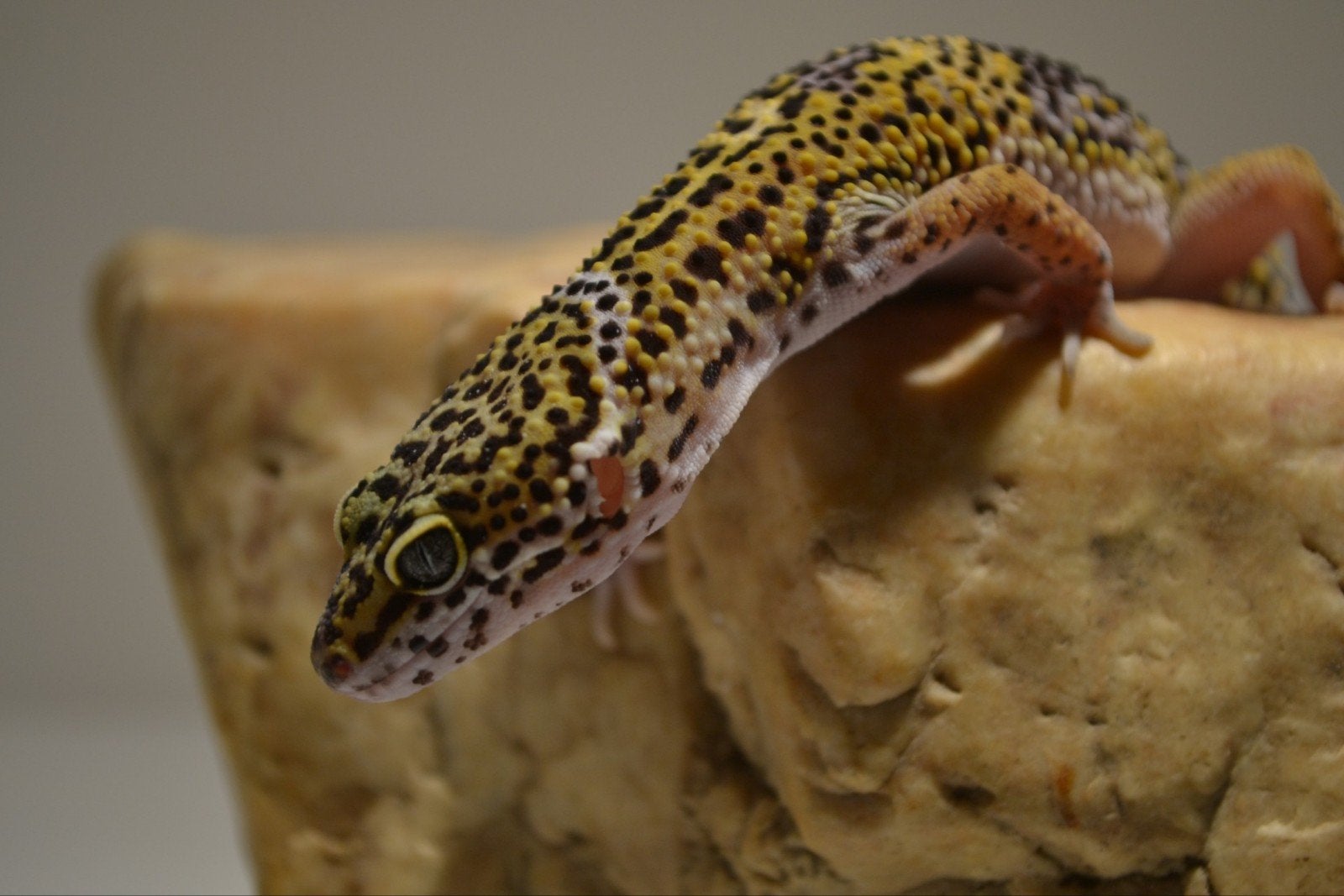 Luipaardgekko nakweek te koop!, Hagedis, Tam, 0 tot 2 jaar