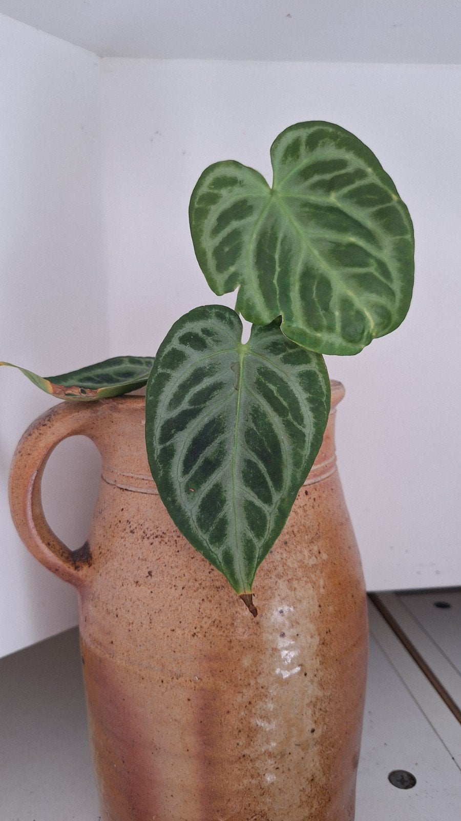 Anthurium Crystallinum Silver Blush, Ophalen of Verzenden, Halfschaduw, Minder dan 100 cm
