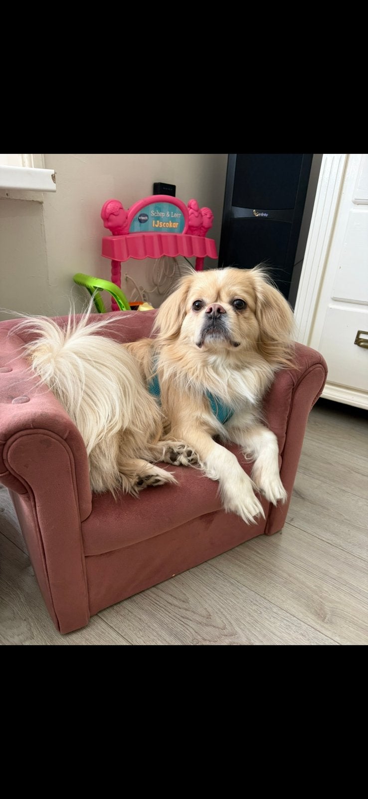 Nieuw mandje voor onze lieve morgan gezocht, Dieren en Toebehoren, Reu, Parvo, Eén hond, Nederland