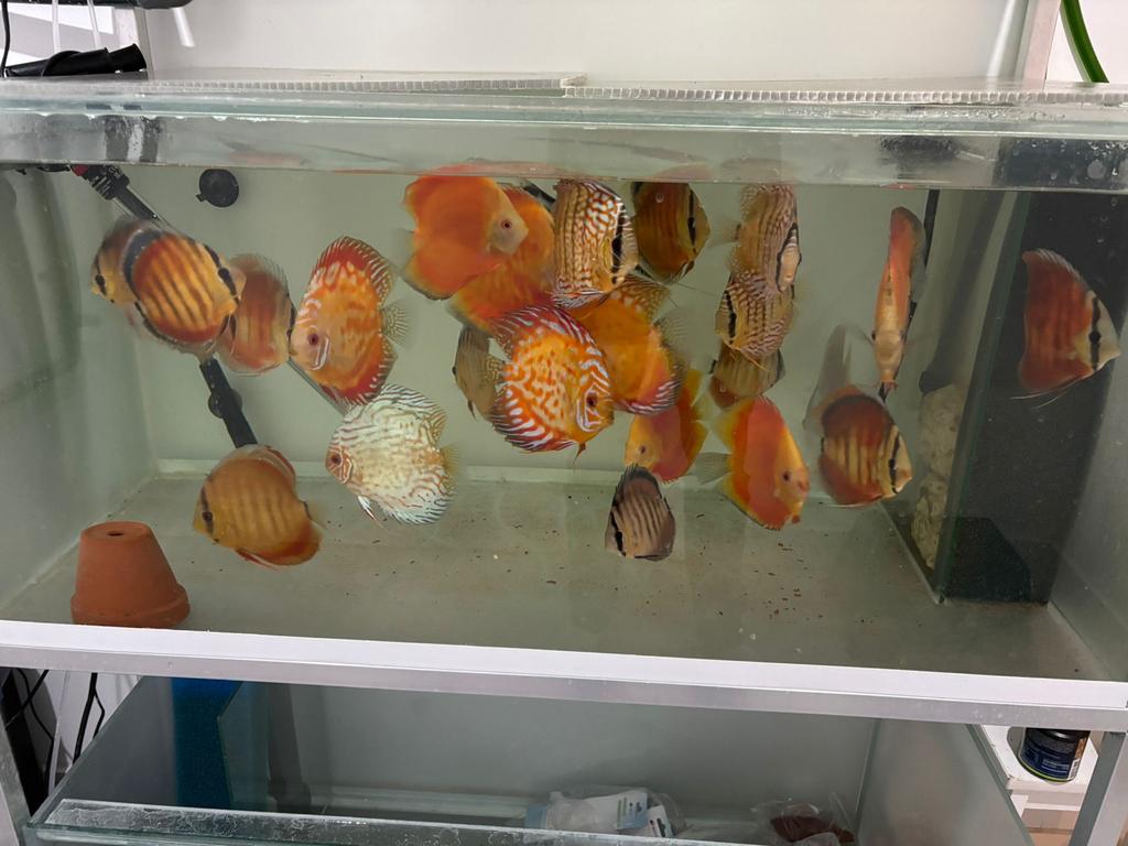 Discus vissen, Dieren en Toebehoren, Vis