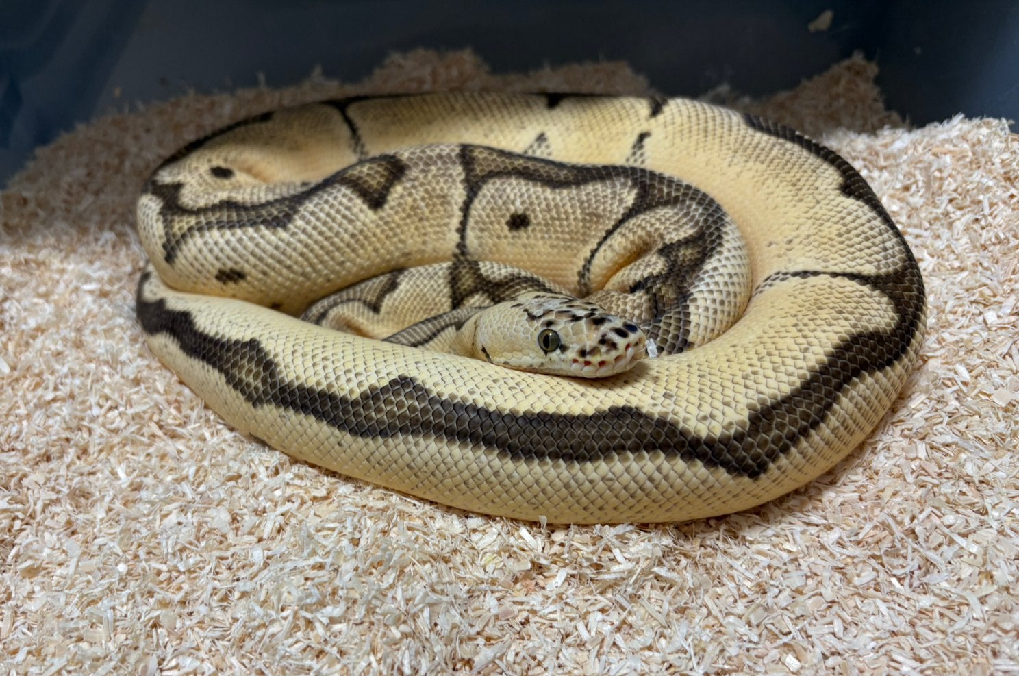 Mooi kweek koppel clown ball python regius te koop (m2445939541 ...