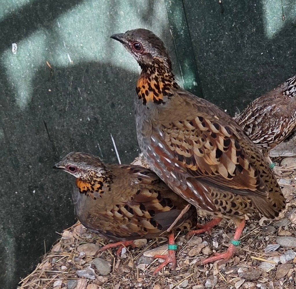Roodkeel bospatrijs, Meerdere dieren, Geringd