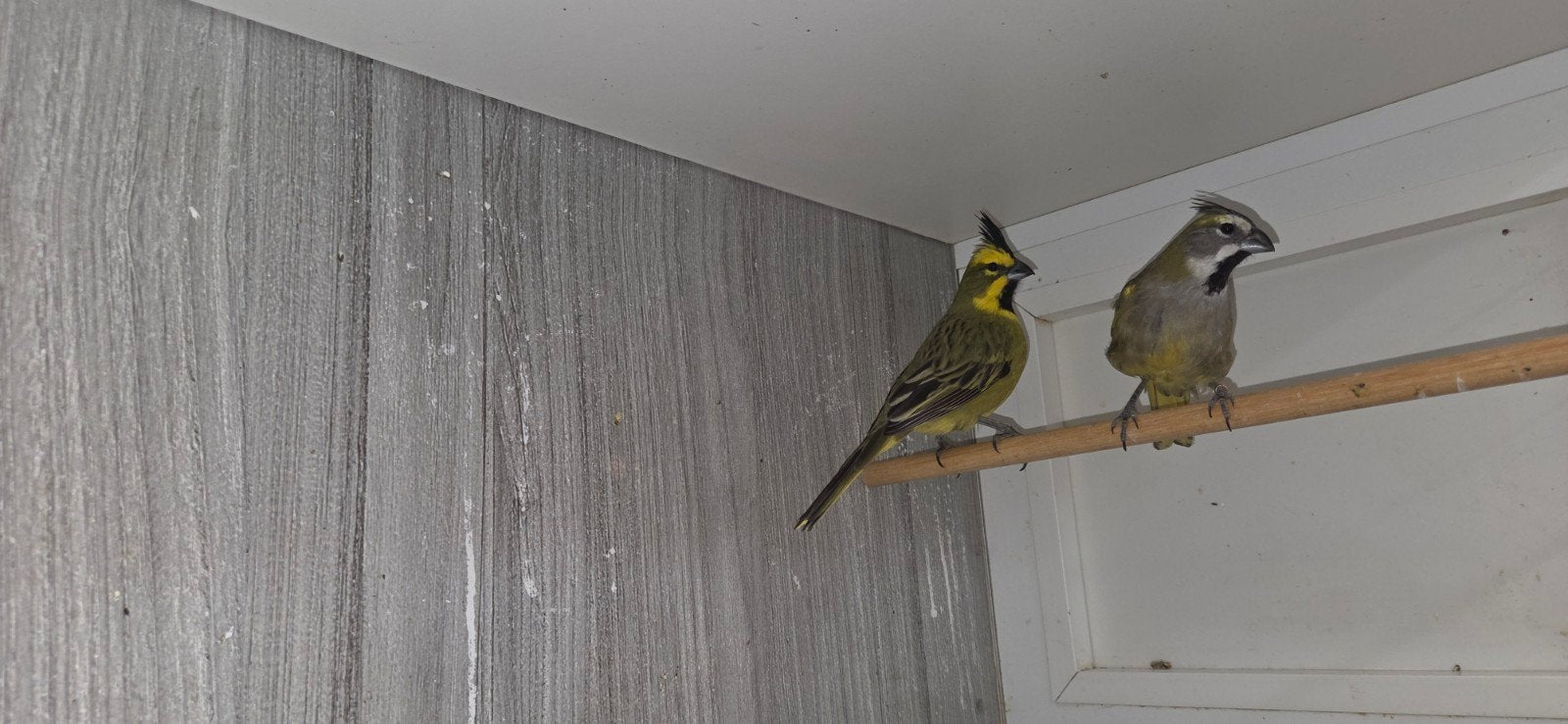 koppel groene kardinalen, Dieren en Toebehoren, Vogels | Overige Vogels, Meerdere dieren