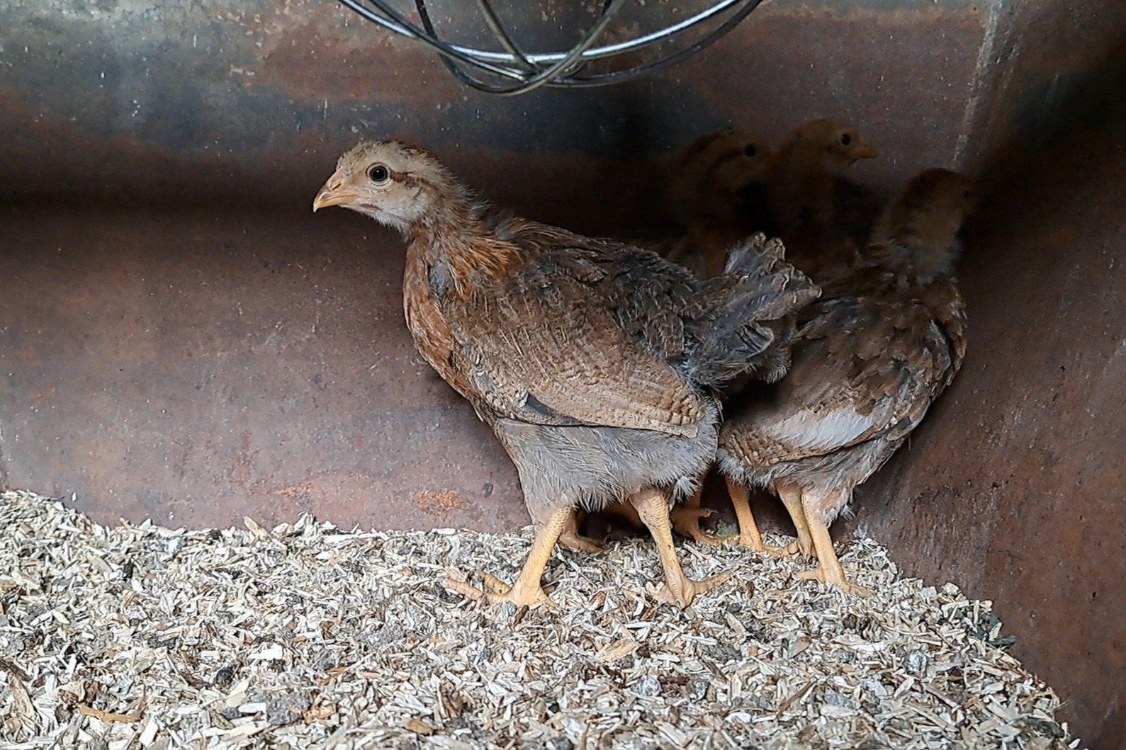 2 jonge welsumer hennen (Groot soort welsumers), Dieren en Toebehoren, Pluimvee, Vrouwelijk, Kip