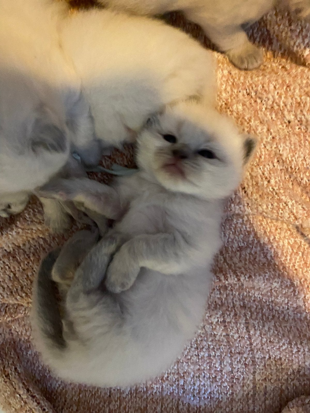 Mooie Ragdoll kittens, Meerdere dieren, Ontwormd, 0 tot 2 jaar