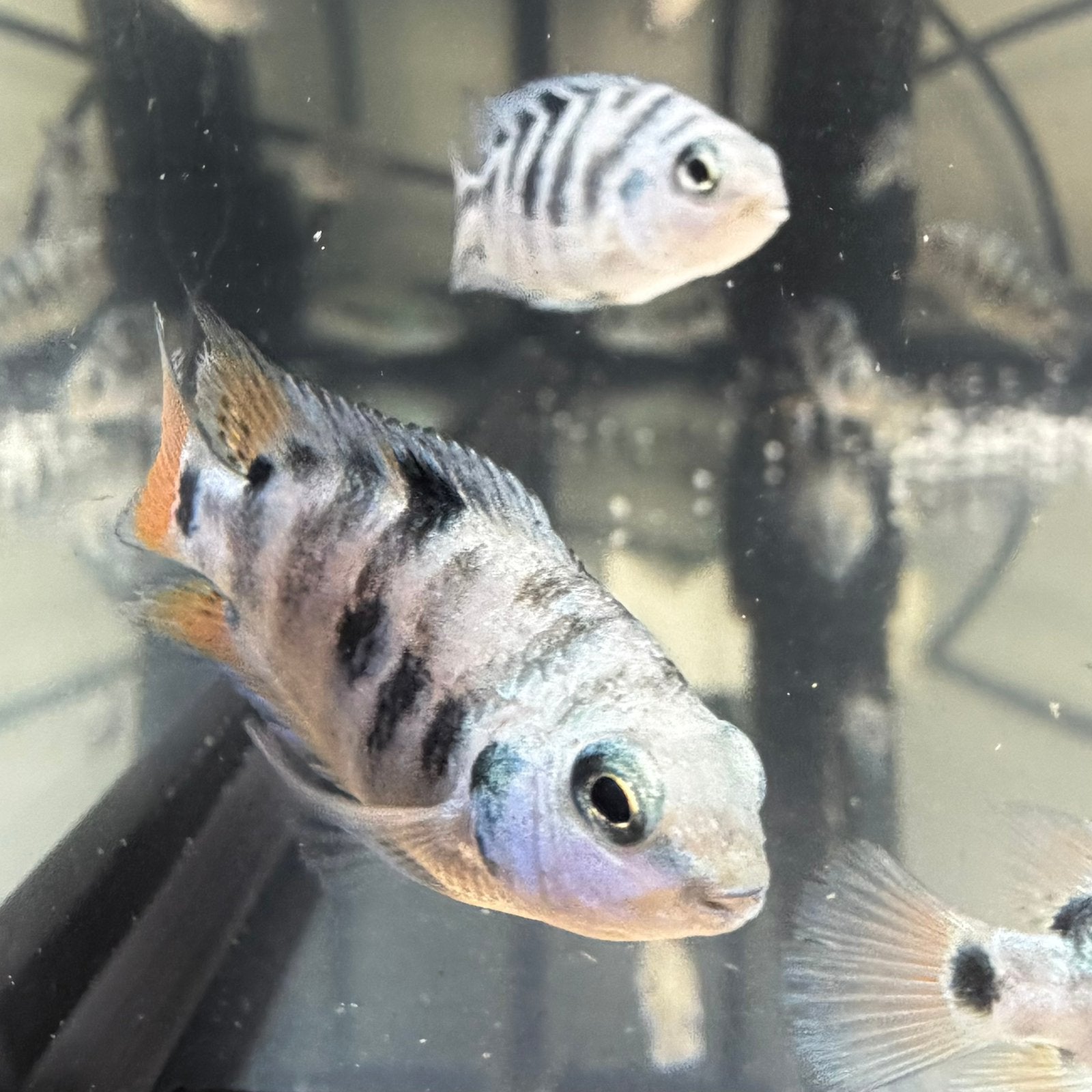 Ca. 30 stuks eigen kweek Honduran Red Point cichlide, Dieren en Toebehoren, Vissen | Aquariumvissen, Vis