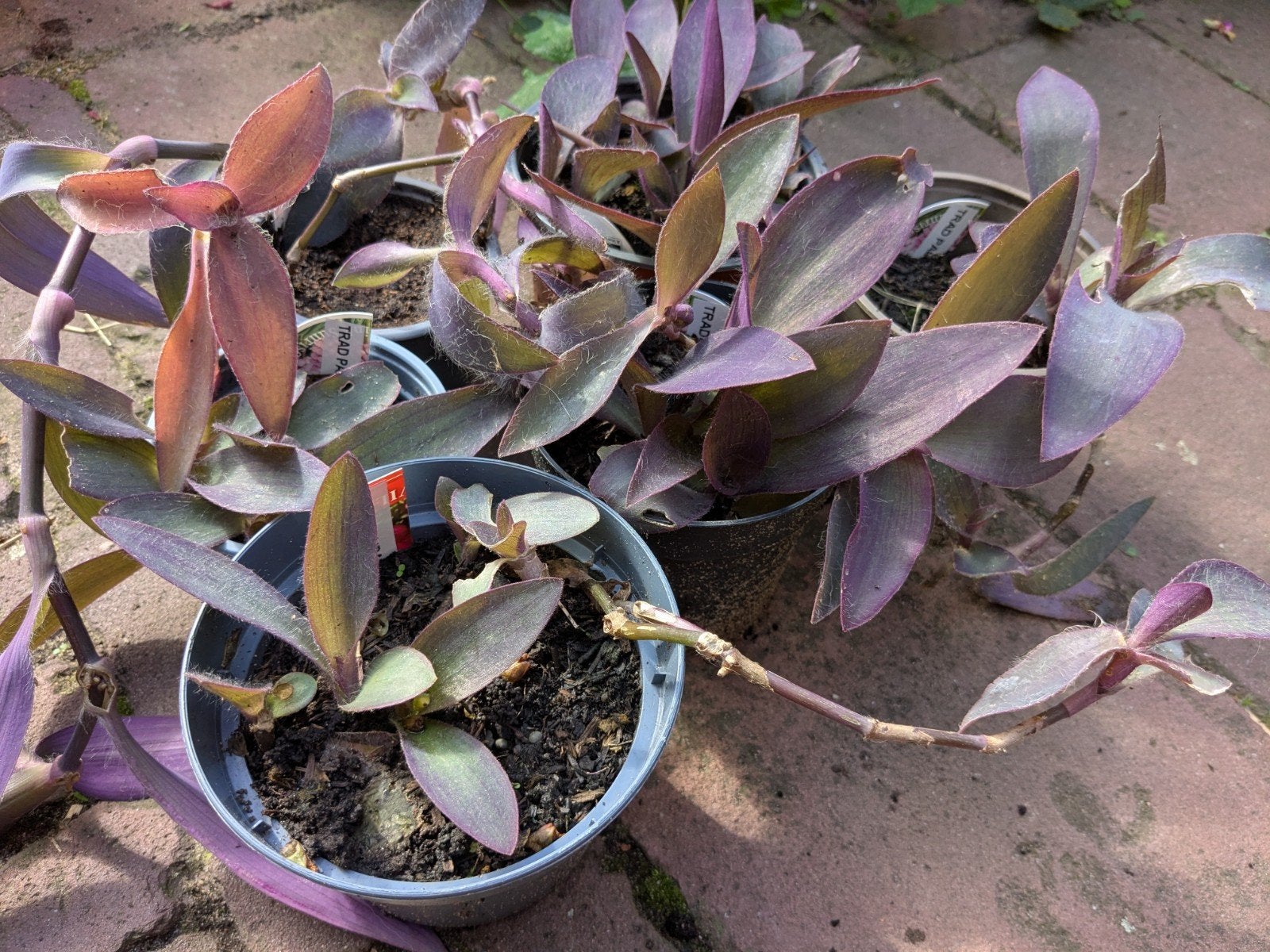 Tradescantia Pallida paarse kamerplant/hangplant roze bloem, Huis en Inrichting, Ophalen, 100 tot 150 cm, Overige soorten, Halfschaduw