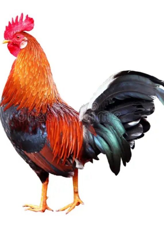 Gezocht leghorn haan bruin, Dieren en Toebehoren, Pluimvee, Mannelijk, Kip