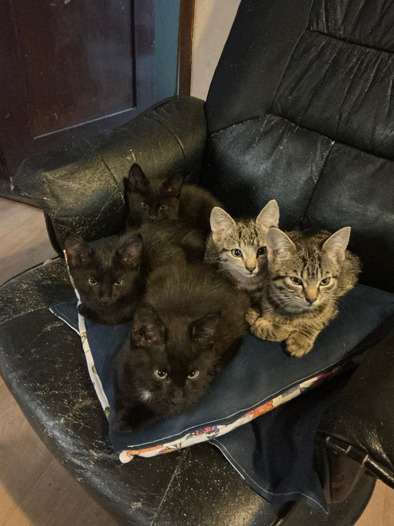 Kittens, Dieren en Toebehoren, Katten en Kittens | Raskatten | Korthaar, Meerdere dieren, Ontwormd