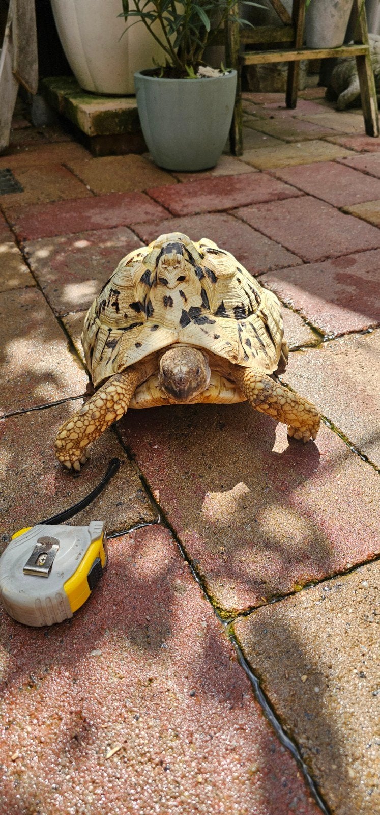 Panterschildpad, Dieren en Toebehoren, Reptielen en Amfibieën, Schildpad, Tam, 7 tot 10 jaar