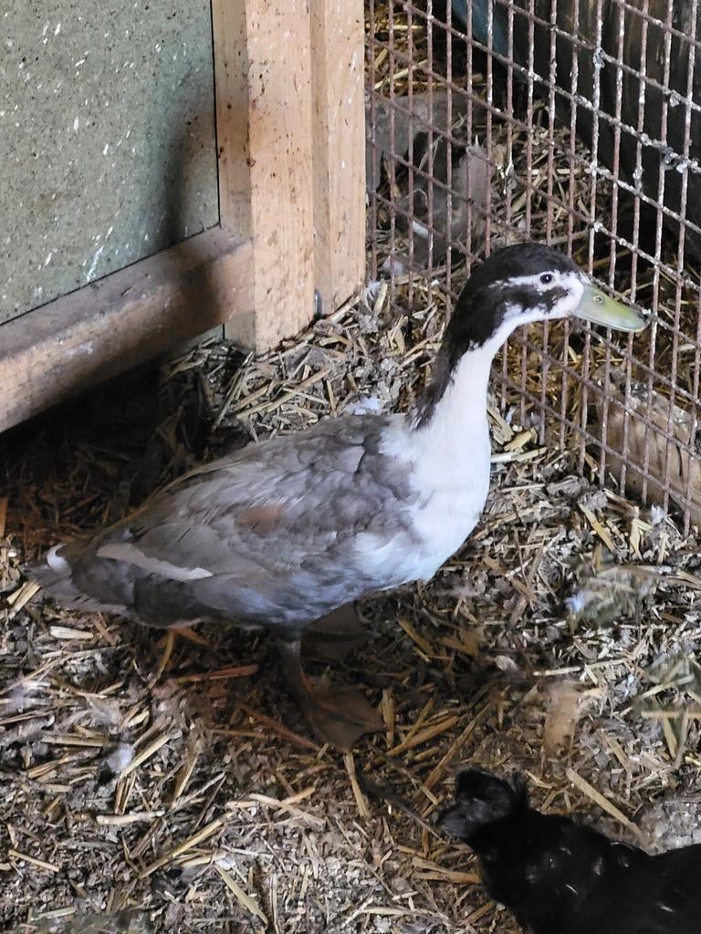 Kuifeend, Dieren en Toebehoren, Pluimvee, Mannelijk, Eend