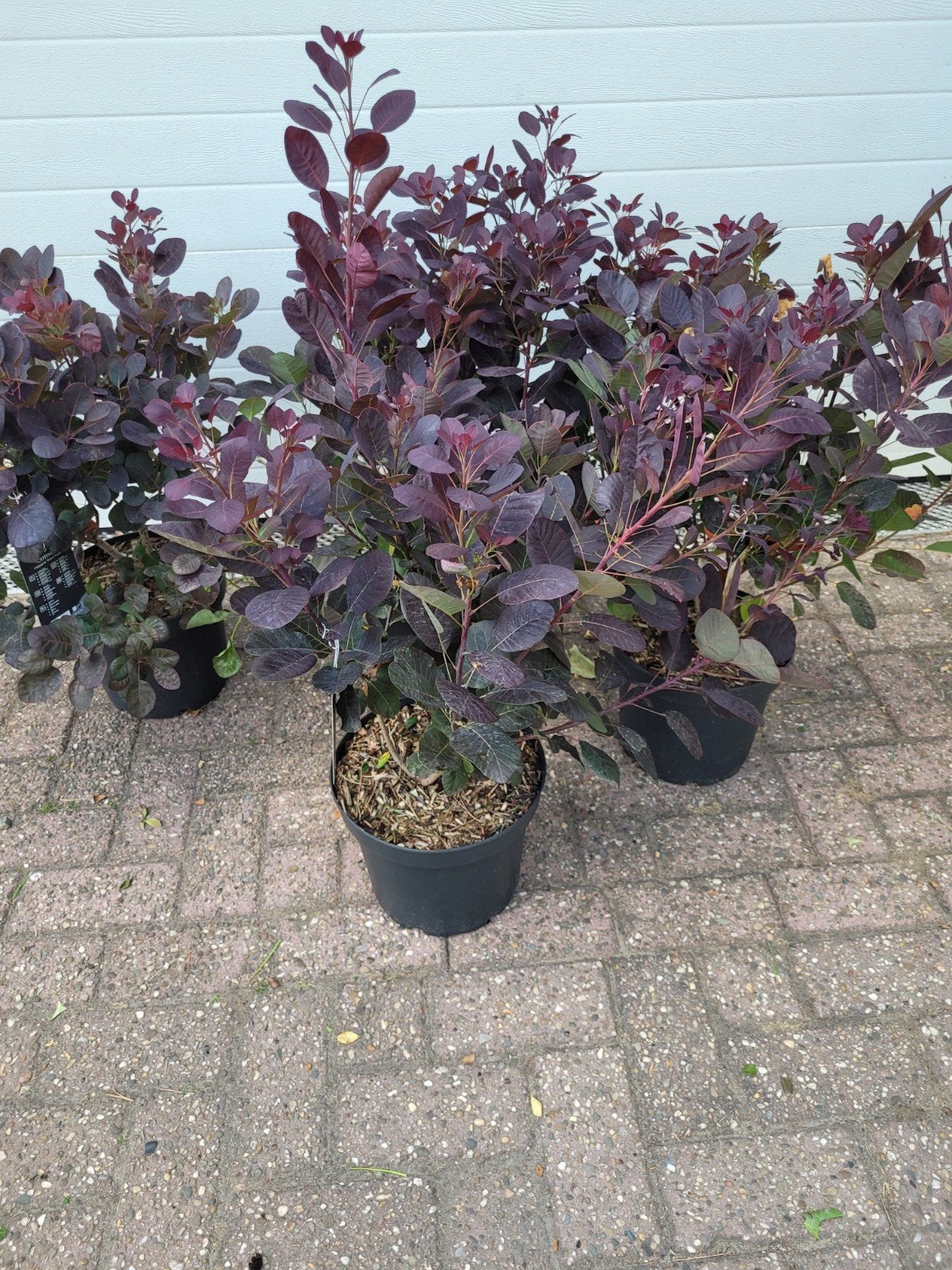 Cotinus coggygria 'Royal Purple' - Rode Pruikenboom, Overige soorten, Volle zon, Vaste plant, Ophalen of Verzenden