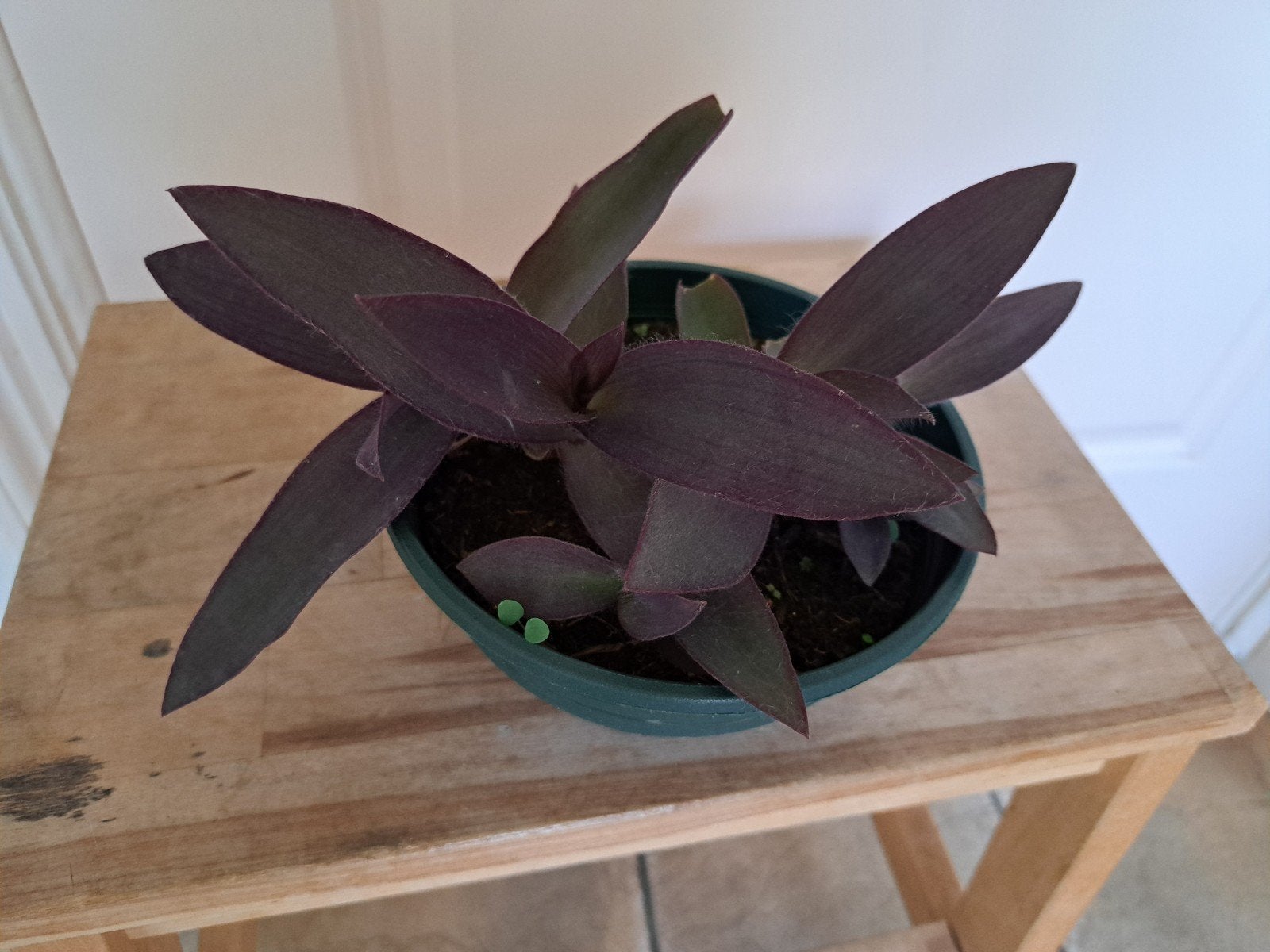 paarse hangplant, Ophalen, Halfschaduw, Minder dan 100 cm