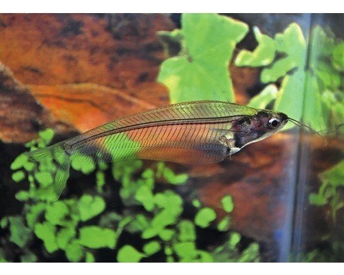 Hobbyaquarium Kryptopterus bicirrhis- Indische glasmeerval, Dieren en Toebehoren, Vis, Zoetwatervis, Schoolvis