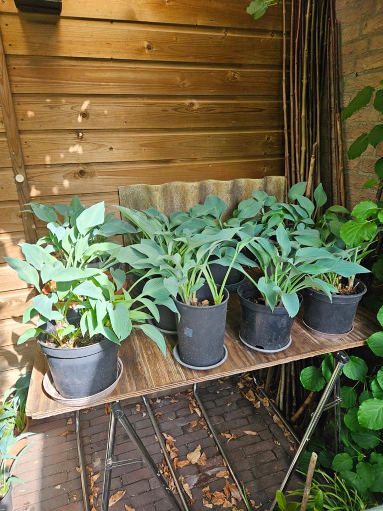 Heb je interesse in hosta's, Tuin en Terras, Planten | Tuinplanten, Ophalen, Bodembedekkers, Vaste plant, Halfschaduw