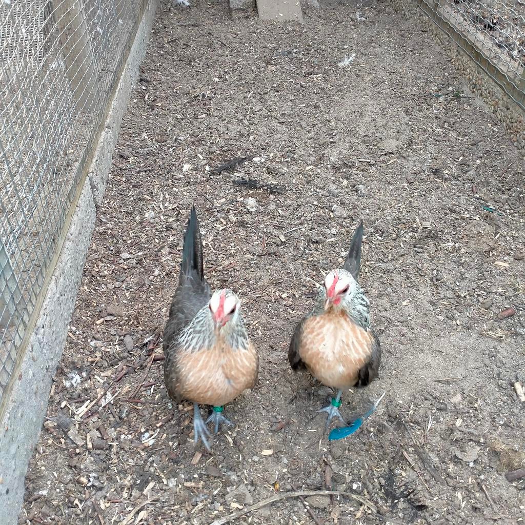 Hollandsekriel, Dieren en Toebehoren, Pluimvee, Vrouwelijk, Kip