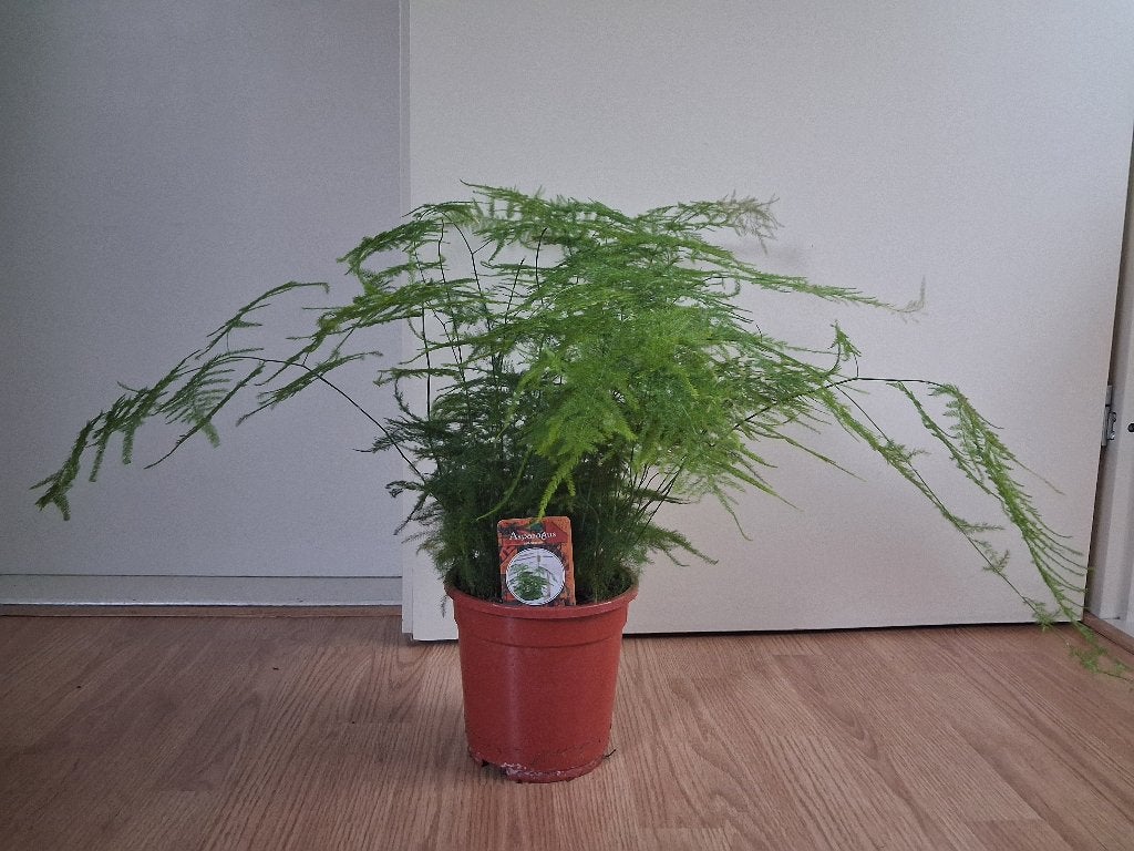 Asparagus Setaceus - Sierasperge / Asperge-varen H: 50 cm., Ophalen, Overige soorten, Halfschaduw, Minder dan 100 cm